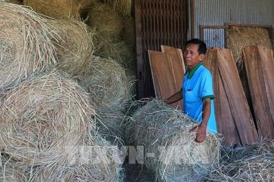Đồng Tháp biến rơm rạ thành nguồn lực cho nông nghiệp xanh