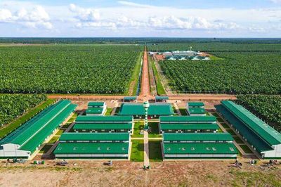 THACO AGRI và ICD Tân Cảng - Long Bình bị phạt vì vi phạm công bố thông tin