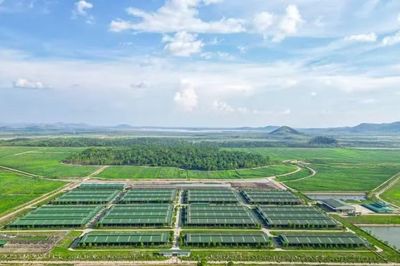 THACO AGRI bị phạt 92,5 triệu đồng do vi phạm quy định về thời hạn công bố thông tin