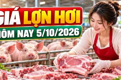 Giá lợn hơi hôm nay 5/10: Miền Nam thấp nhất 54.000 đồng/kg