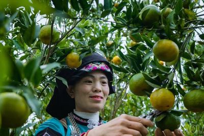 Lễ hội “Mường Khương - Sắc màu biên cương” diễn ra ngày 7 - 8/11