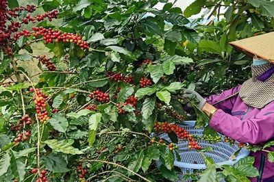 Hình thành vùng nguyên liệu cà phê minh bạch