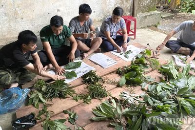 Bảo tồn nguồn gen cây dược liệu