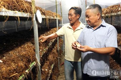 Trồng nấm rơm trong nhà