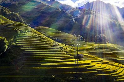 Lào Cai: Từ đồi chè Shan tuyết, ruộng bậc thang hấp dẫn du khách đến phát triển du lịch cộng đồng