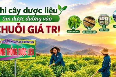 Khi cây dược liệu tìm được đường vào chuỗi giá trị
