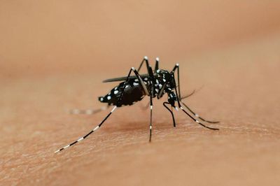 Đã mắc sốt xuất huyết vẫn có thể tái nhiễm, cần cảnh giác