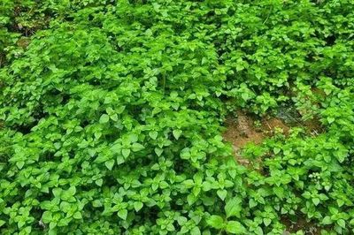 Loại rau dại chỉ ưa những dòng suối mát, xưa hái chẳng mất tiền nay thành đặc sản 60.000 đồng/kg