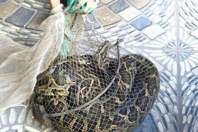 Hà Tĩnh: Đi thăm đồng thấy 'sinh vật lạ' nặng 9kg, người đàn ông lập tức báo công an