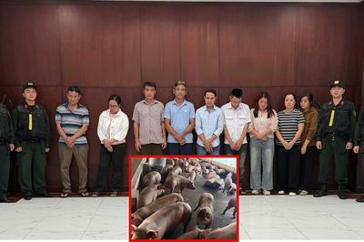 Triệt phá đường dây đưa hơn 10.000 tấn heo nhiễm chất cấm ra thị trường