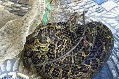 Người dân bắt được trăn đất nặng 9kg khi thăm đồng