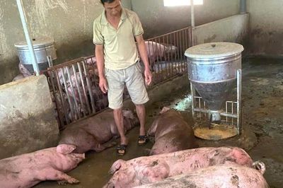 Sét đánh trúng đàn lợn hơn 50 con đang chờ xuất bán, nông dân trắng tay