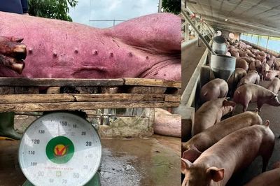 Triệt phá đường dây bán hơn 10.000 tấn thịt lợn chứa chất cấm