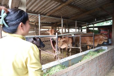 Làm giàu trên vùng đất mới