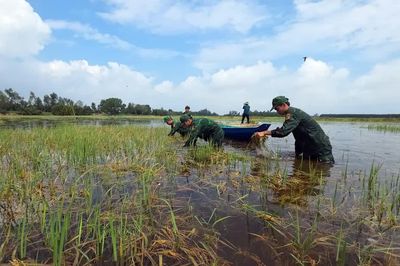 Tây Ninh: Bộ đội, thanh niên giúp dân gặt lúa 'chạy lũ'
