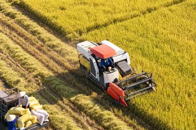 Doanh nghiệp xuất khẩu gạo được 'giảm tải' thủ tục hành chính