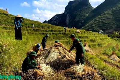 Đồn Biên phòng Lũng Cú giúp dân thu hoạch lúa vụ Hè Thu