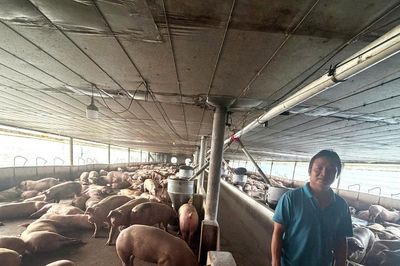 Triệt phá đường dây đưa hơn 10.000 tấn heo nhiễm chất cấm ra thị trường