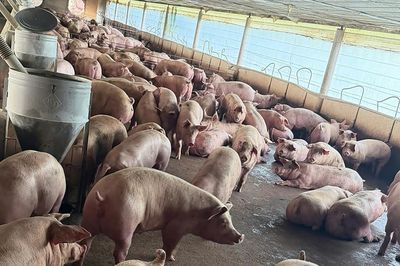 Đường đi ít ngờ tới của 10.000 tấn thịt heo được vỗ béo bằng 'chất cấm'