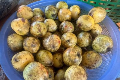 Táo mèo - loại quả dại vùng núi 'quét' sạch mỡ, tốt tiêu hóa