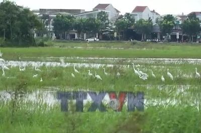 Cò trắng xuất hiện dày đặc trên cánh đồng ở trung tâm thành phố Huế