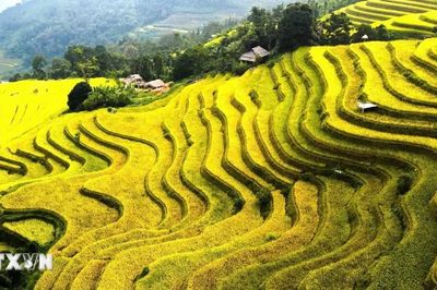 Sắc vàng dệt thu trên những thửa ruộng tại Tuyên Quang