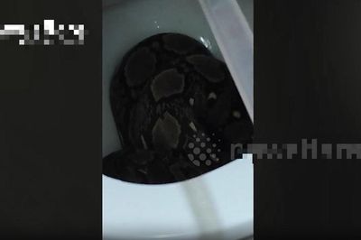 Định đi vệ sinh, người dân giật mình thấy trăn 'khổng lồ' trong bồn cầu
