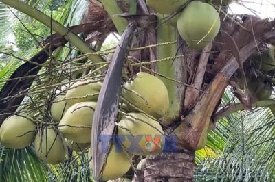 Ứng dụng công nghệ nâng giá trị dừa sáp Vĩnh Long