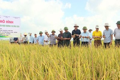 Bắc Ninh: Lúa Ngọc Nương 9 cho hiệu quả kinh tế cao hơn Bắc thơm số 7
