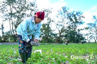Hướng đi hiệu quả từ cây khoai lang