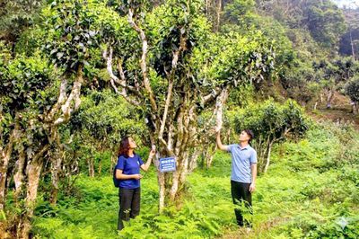 Nông nghiệp hàng hóa từ mã số vùng trồng