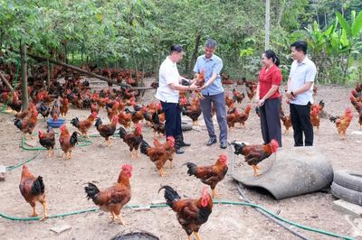 Giá gà bấp bênh, cần liên kết để ổn định sản xuất