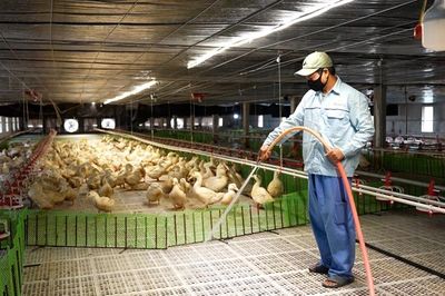 Hướng đi mới từ chăn nuôi gia cầm công nghệ cao