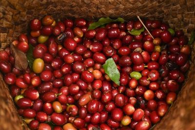 Giá cà phê Tây Nguyên tăng 200 đồng/kg theo đà bứt phá của thị trường thế giới