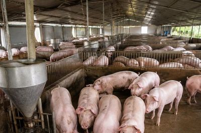 Việt Nam nhập hơn 124 nghìn tấn thịt heo, giá heo hơi trong nước giảm sâu