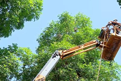 Quản lý cây xanh đô thị: Hướng tới hình thành hệ sinh thái xanh