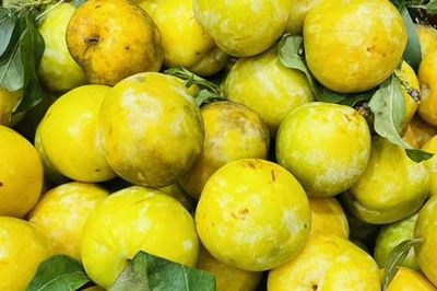 Loại quả cứ vào hè lại chín vàng trĩu cành, một cây thu cả tạ, nay thành đặc sản 60.000 đồng/kg được người thành phố ưa chuộng