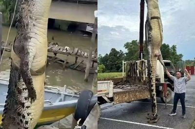 Vừa bắt được 'quái thú' dài hơn 5m, nhóm thợ săn tiếp tục phát hiện cá thể khổng lồ thứ 2 khiến nhiều người kinh ngạc