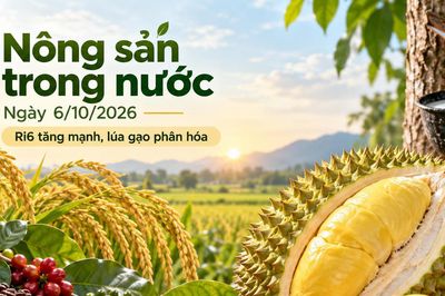 Nông sản trong nước 6/10: Ri6 tăng tới 4.000 đồng/kg, cà phê nhích tăng