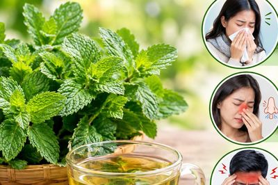 Bạc hà: Vị thuốc Nam quen thuộc và những bài thuốc chữa bệnh thường gặp