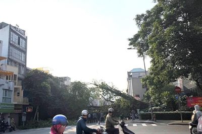 TPHCM: Cây lớn đổ chắn ngang đường khiến giao thông ùn tắc cục bộ