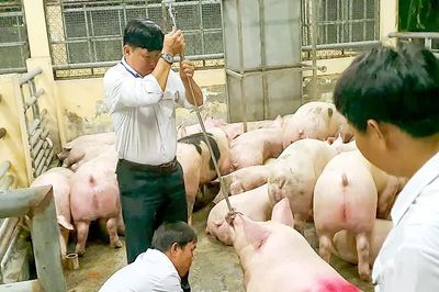 Vụ 'vỗ béo' heo bằng chất cấm Salbutamol: Truy trách nhiệm từng 'mắt xích'