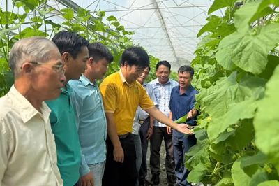 Đưa nông dân tham quan mô hình trồng dưa lưới công nghệ cao