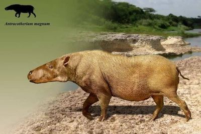 Anthracotheriidae – họ hàng bí ẩn có thể tiết lộ nguồn gốc của hà mã