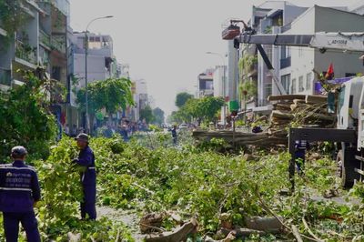 TP HCM: Người dân bàng hoàng kể lại giây phút cây cổ thụ hơn 100 năm tuổi bật gốc đổ xuống đường