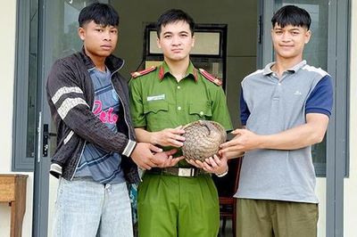Cá thể tê tê quý hiếm được người dân ở Quảng Ngãi tự nguyện giao nộp