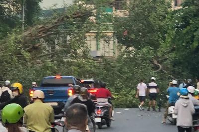 Cây si bất ngờ đổ ngang đường, giao thông TPHCM tê liệt