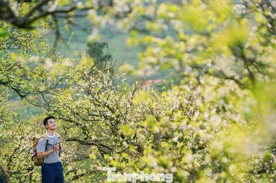 Hoa mận nở sớm giữa trời thu Mộc Châu