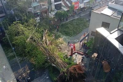 Nam ca sĩ thoát chết trong gang tấc khi cây cổ thụ ở TPHCM đổ sập vào ô tô