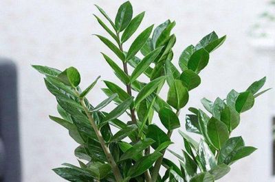 5 loại cây phong thủy được ưa chuộng cho người mới khởi nghiệp